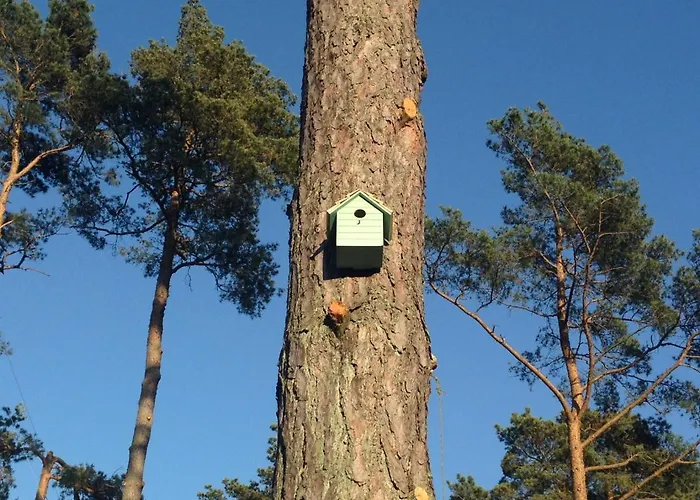 Miedzy Sosnami ポビエロボ