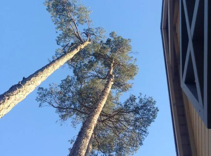 Miedzy Sosnami * ポビエロボ