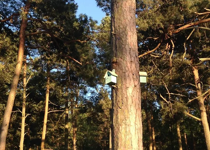 Miedzy Sosnami * ポビエロボ